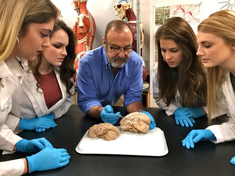 Biology professor James Cosentino (center) examines a brain at Millersville University with students (from left) Katy Good, Lexi Colgan, Clara Forney, and Jessica Hanner.