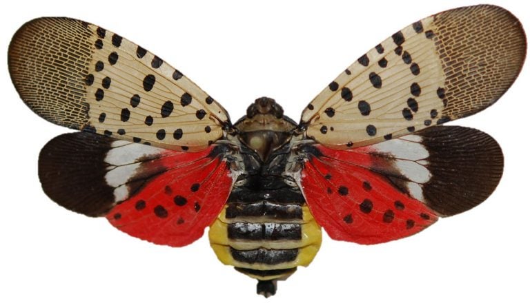 The spotted lanternfly is the insect behind the Christmas tree quarantine. (Pennsylvania Department of Agriculture)