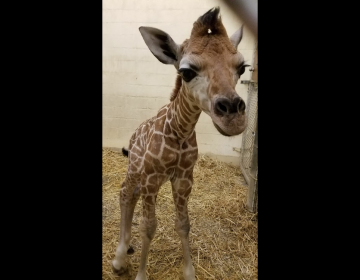 Image courtesy of Cape May County Zoo 