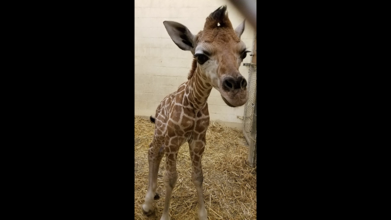 Image courtesy of Cape May County Zoo 