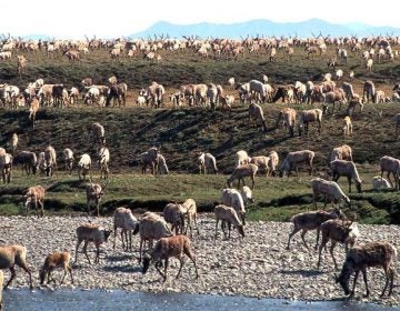 In this undated photo, caribou from the Porcupine Caribou Herd migrate onto the coastal plain of the Arctic National Wildlife Refuge in northeast Alaska. The refuge takes up an area nearly the size of South Carolina in Alaska's northeast corner. (U.S. Fish and Wildlife Service via AP) 