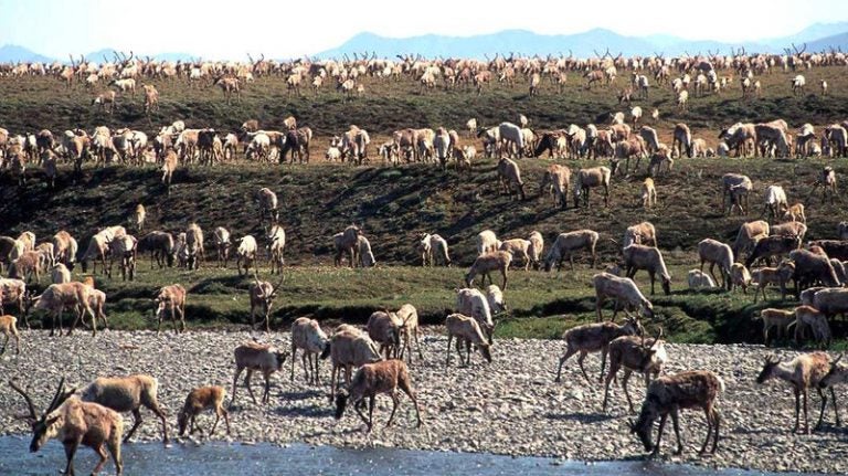 In this undated photo, caribou from the Porcupine Caribou Herd migrate onto the coastal plain of the Arctic National Wildlife Refuge in northeast Alaska. The refuge takes up an area nearly the size of South Carolina in Alaska's northeast corner. (U.S. Fish and Wildlife Service via AP) 