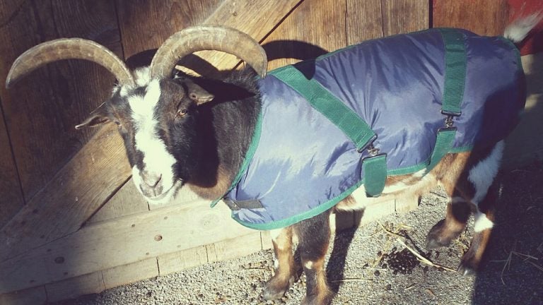 Duncan, the 14-year-old Nigerian dwarf goat, wears his 