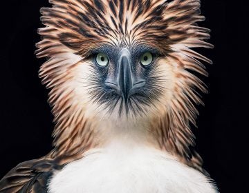 The Philippine eagle Pithecophaga jefferyi faces extinction from mining, pollution and poaching.
(Tim Flach)