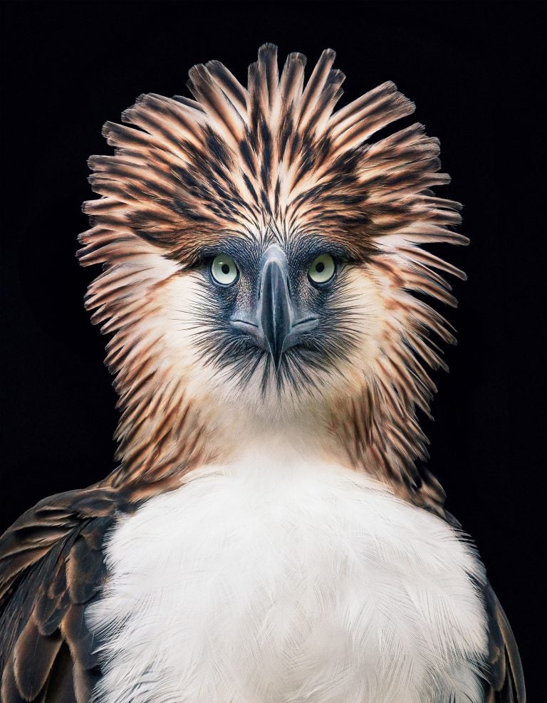 The Philippine eagle Pithecophaga jefferyi faces extinction from mining, pollution and poaching.
(Tim Flach)