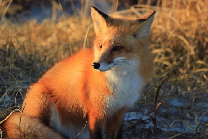 An Island Beach State Park red fox by JSHN contributor Darren Pisano. 