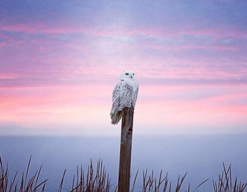 An Island Beach State Park snowy owl in January 2018 by @michelle_torcicollo_ as tagged #JSHN on Instagram.