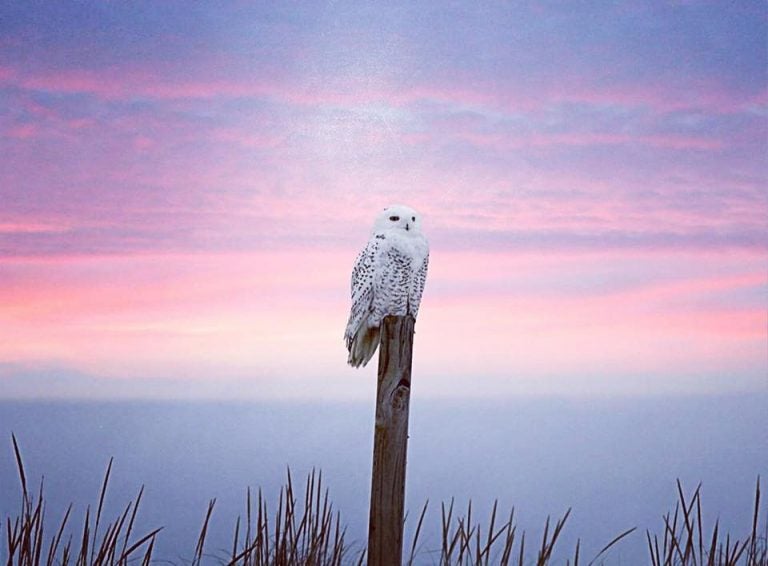 An Island Beach State Park snowy owl in January 2018 by @michelle_torcicollo_ as tagged #JSHN on Instagram.