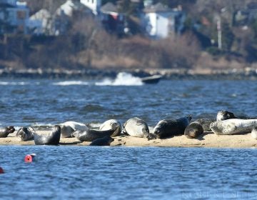 Seals resting off Sandy Hook. (Robert Siliato Photography) 