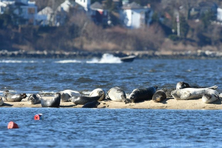 Seals resting off Sandy Hook. (Robert Siliato Photography) 