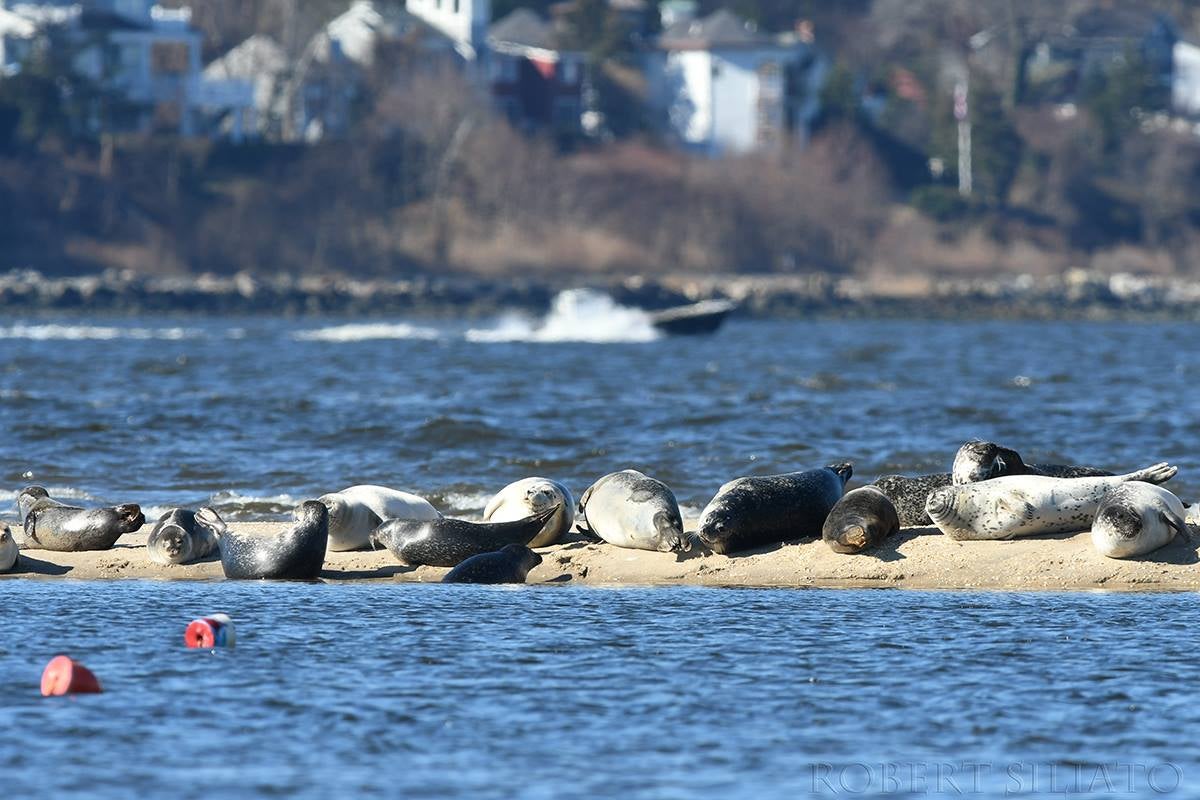 Seals might soon show up on the Jersey Shore. Know what to do if you see  one. 