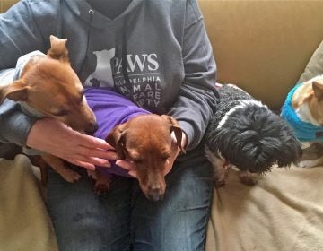 Kate Donegan dresses her dogs in hoodies when it gets too cold in her 200-year-old South Philadelphia home.