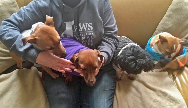 Kate Donegan dresses her dogs in hoodies when it gets too cold in her 200-year-old South Philadelphia home.