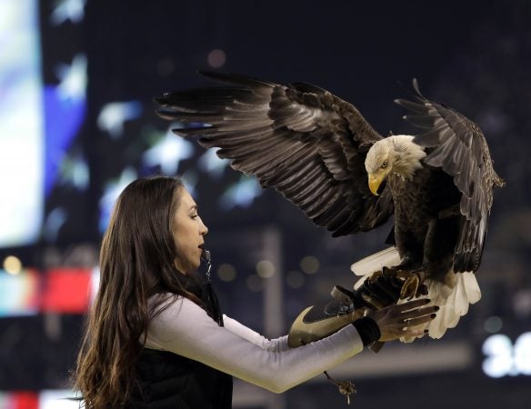 An eagle lands during the national anthem before the NFL football NFC championship game between the Philadelphia Eagles and the Minnesota Vikings Sunday, Jan. 21, 2018, in Philadelphia. (AP Photo/Matt Slocum)