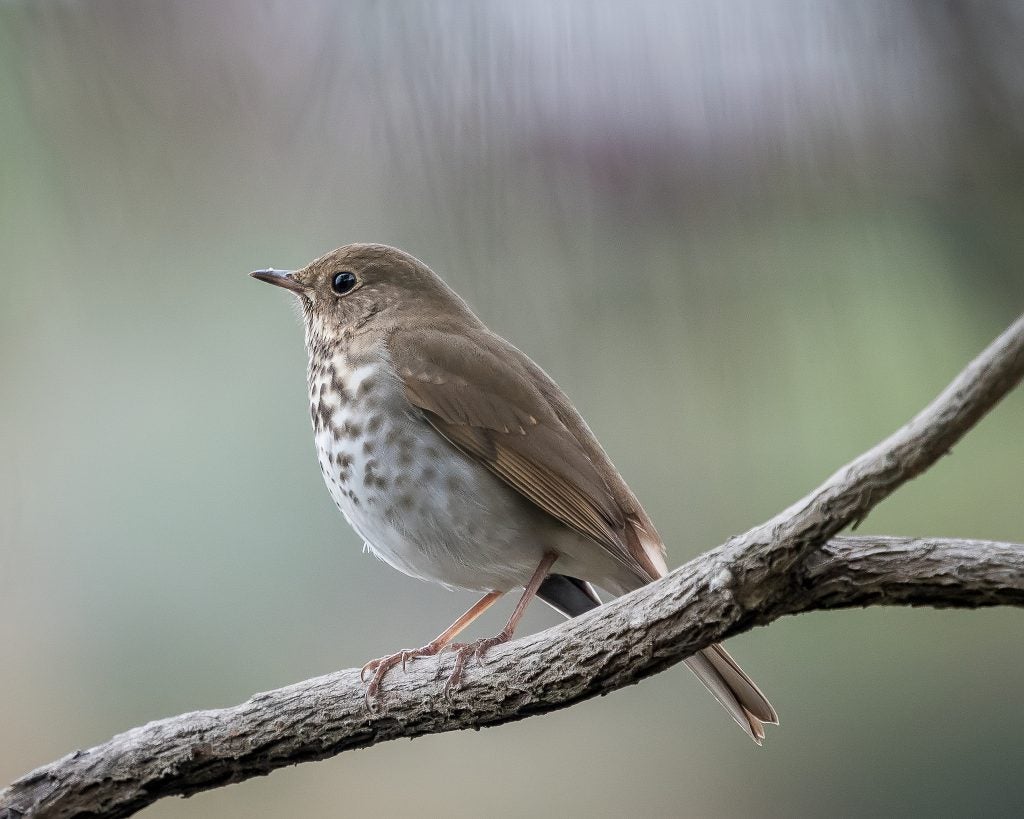 Hermit Thrush