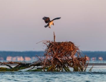 An osprey prepares to land on a natural nest in the Barnegat Bay. (Image courtesy of the Conserve Wildlife Foundation of New Jersey)