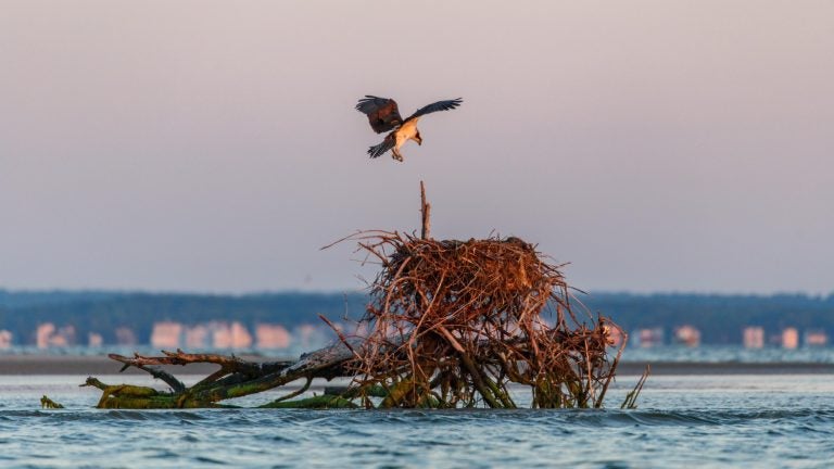 An osprey prepares to land on a natural nest in the Barnegat Bay. (Image courtesy of the Conserve Wildlife Foundation of New Jersey)