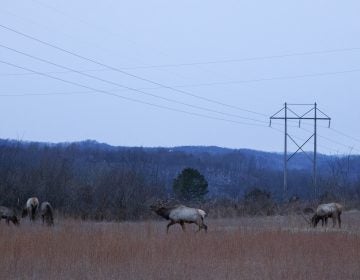 Elk graze at dawn on reclaimed mine land in Kentucky's designated elk zone. The animals were reintroduced to the state in 1997 and have flourished. (Irina Zhorov/The Pulse)