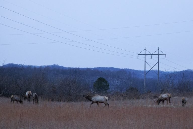 Elk graze at dawn on reclaimed mine land in Kentucky's designated elk zone. The animals were reintroduced to the state in 1997 and have flourished. (Irina Zhorov/The Pulse)