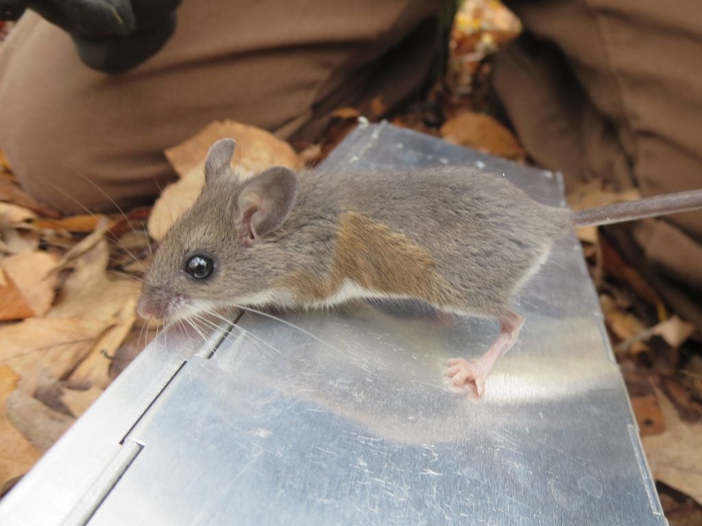 Among other adaptations, city mice have shorter teeth than their cousins in rural areas. Credit: Jonathan Richardson