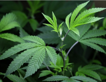 Legalization of the recreational use of marijuana is a matter of fierce debate. (AP Photo/Ted S. Warren, file)