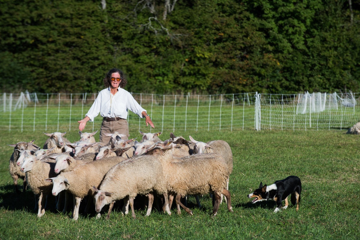 Choreographed sheep herding will be part of the performance of "Doggie Hamlet" at Fairmount Park during the Philadelphia International Festival of the Arts.