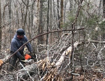 Tommy Fisk cuts down a black oak outside Eminence, Missouri on Dec. 14, 2017