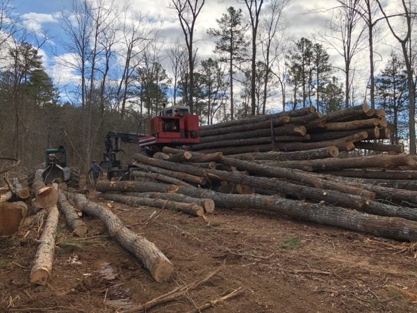 A skidder pulls logs from the forest before they’re loaded on to a truck.