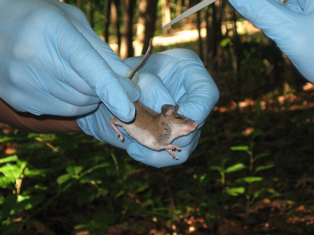 Jason Munshi-South and his researchers trap white-footed mice to see how cities are changing them. Credit: Jason-Munshi-South