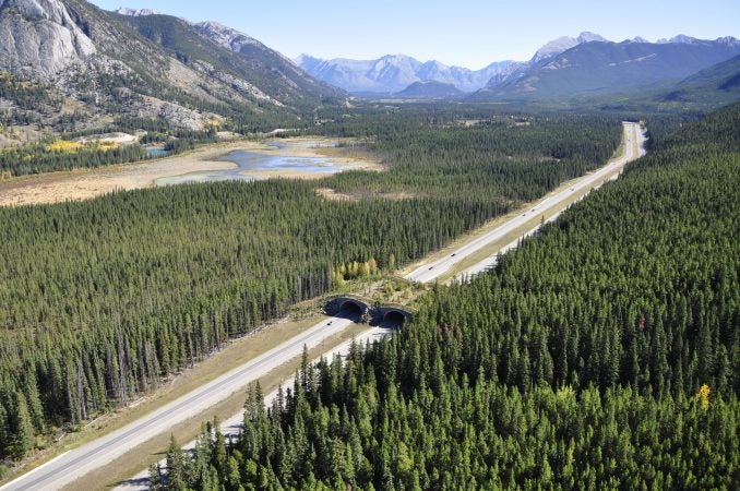 Animals use underpasses and overpasses to safely cross the Trans-Canada Highway. Researchers have found that different critters prefer different kinds of structures. (Courtesy of Adam Ford)