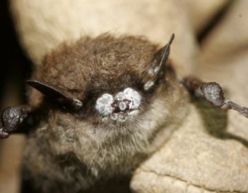 Close-up of brown bat with nose fungus. (Ryan von Linden/New York Department of Environmental Conservation)