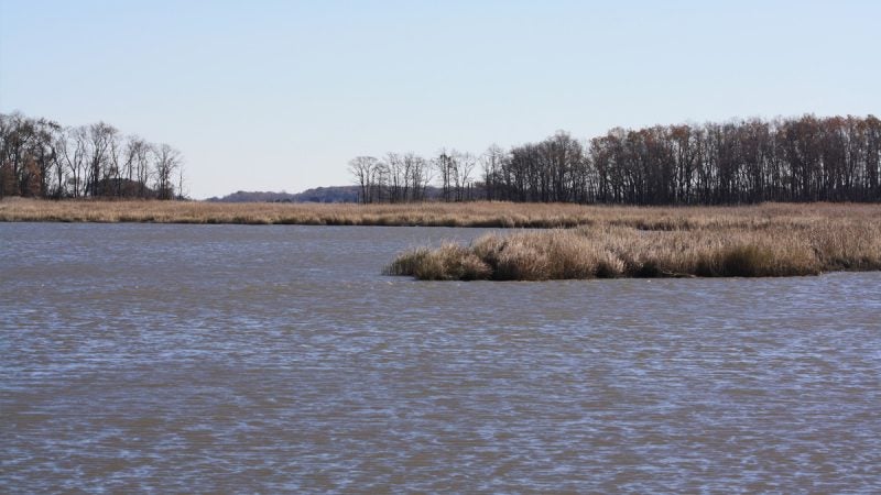 Blackbird Creek (Brian Drouin/WHYY)