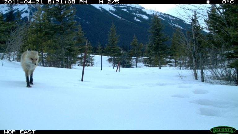 Animals use underpasses and overpasses to safely cross the Trans-Canada Highway. Researchers have found that different critters prefer different kinds of structures. (Courtesy of Highwaywilding.org)