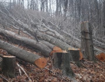 Trees cut on a Susquehanna County property in March 2016 to make way for the proposed Constitution Pipeline. The company says it will fight a FERC order upholding New York State's denial of a permit for the project.