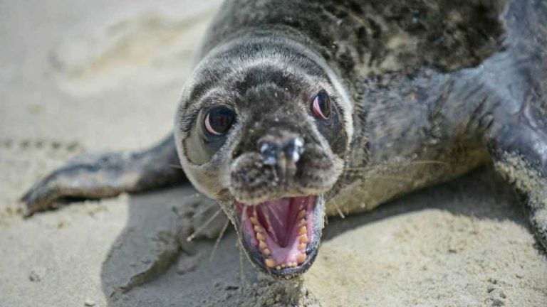 As baby seals arrive at beaches, expert says to stay away - WHYY