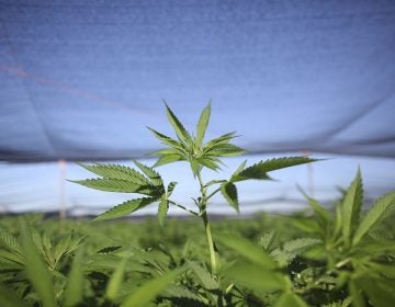 A marijuana plants stands amid a plantation discovered near San Quintin in Baja California state, Mexico, Friday, July 15, 2011. Soldiers have found the largest marijuana plantation ever detected in Mexico, a huge field covering almost 300 acres (120 hectares), covered by shaded netting, the Defense Department said Thursday. The plantation is four times larger than the previous record discovery by authorities at a ranch in northern Chihuahua state in 1984. (AP Photo/Alexandre Meneghini)