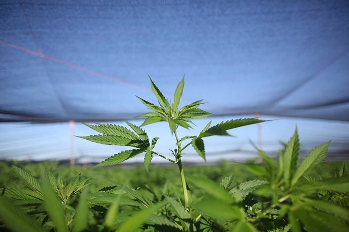 A marijuana plants stands amid a plantation discovered near San Quintin in Baja California state, Mexico, Friday, July 15, 2011. Soldiers have found the largest marijuana plantation ever detected in Mexico, a huge field covering almost 300 acres (120 hectares), covered by shaded netting, the Defense Department said Thursday. The plantation is four times larger than the previous record discovery by authorities at a ranch in northern Chihuahua state in 1984. (AP Photo/Alexandre Meneghini)