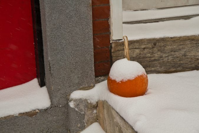 A stoop pumpkin in the snow on Thursday morning. (Kimberly Paynter/WHYY)