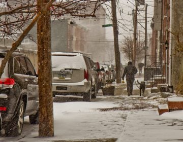 A black lab gets a walk through the snow on Thursday morning in Philadelphia. (Kimberly Paynter/WHYY)