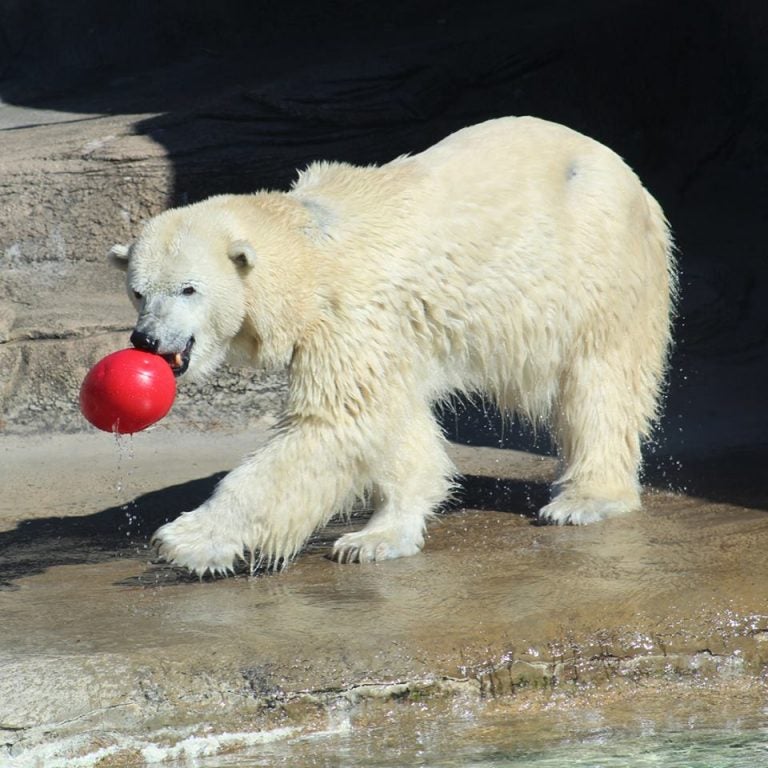 Philly Zoo euthanizes polar bear Coldilocks after 37 years - WHYY