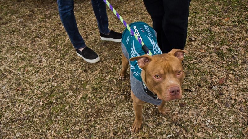 Why Are Eagles Fans Wearing Dog Masks?