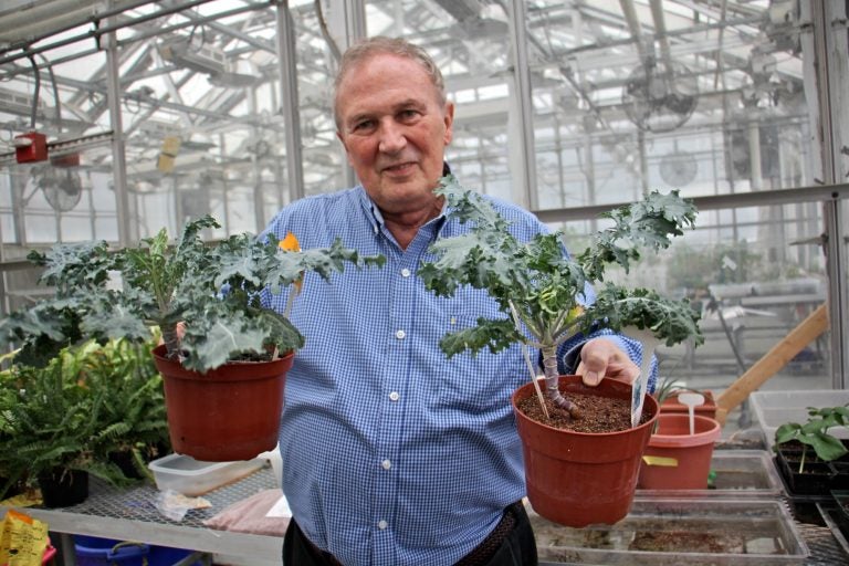 Ed Guinan, a professor of astrophysics and planetary sciences at Villanova University, holds two kale plants grown by his undergraduate students, one grown in Earth soil (left) an the other in a 50 percent mix with Martian soil (right). The kale attempted in 100 percent Martian soil perished.