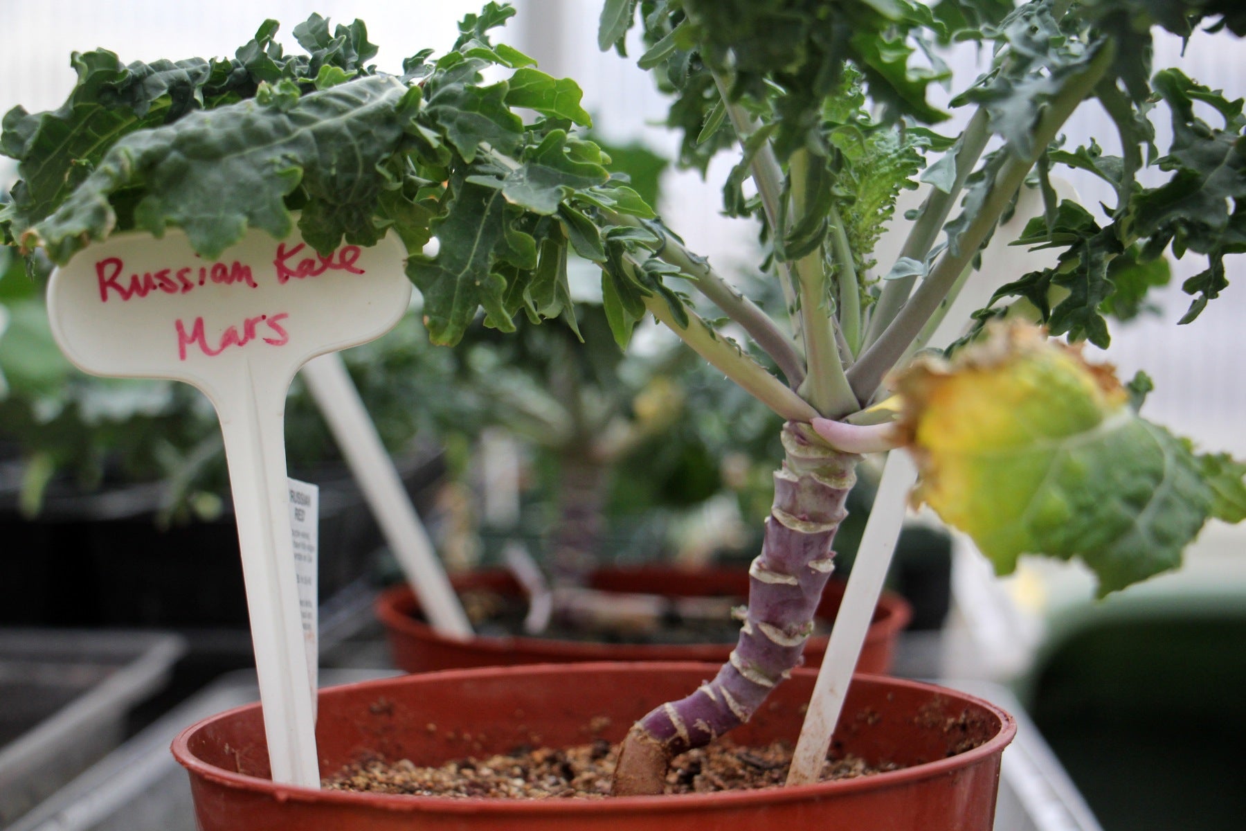 A kale plant grown in a 50 percent mix with Martian soil fared as well as one grown in Earth soil in an undergraduate experiment at Villanova University. 