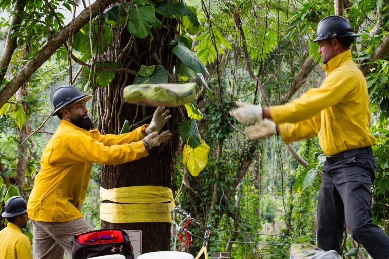 Workers pass bags of concrete in a human chain from a park road to a zip line platform further down the hill in El Yunque National Forest. T