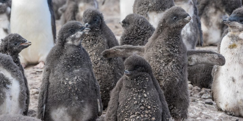 Penguin chicks in Eastern Antarctica.Heather Lynch's research involves counting every penguin nest and chick, which requires quite a few visits to Antarctica and back. Credit: Sherry Ott 
