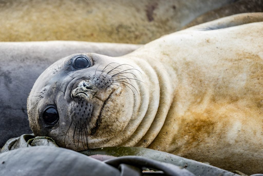 A seal on an Antarctic island looks directly at the camera. Can you look at this seal in person and not care if it lives or dies? Antarctic tour operators and some scientists think not, and that's why they say tourism has a net benefit. Credit: Sherry Ott