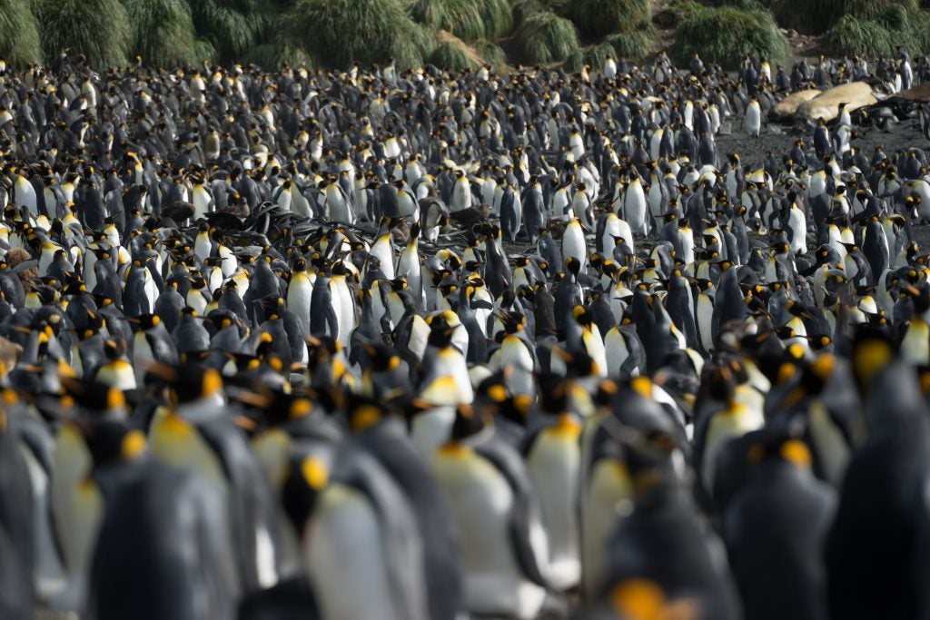 You can be surrounded by thousands of king penguins in the Antarctic islands. Credit: Sherry Ott