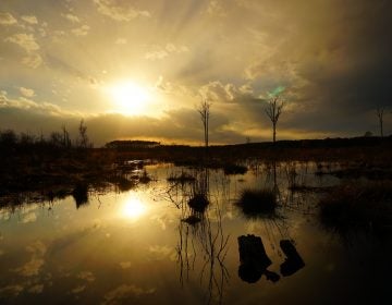 More of the Great Cypress Swamp in southern Delaware is being preserved. (Andrew Martin/ Delaware Wild Lands)