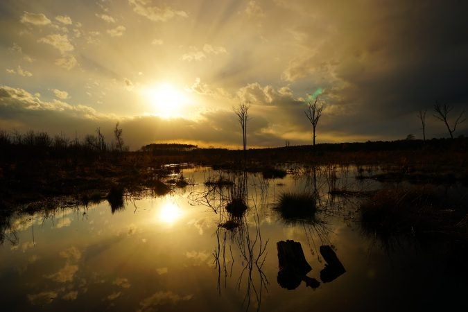 More of the Great Cypress Swamp in southern Delaware is being preserved. (Andrew Martin/ Delaware Wild Lands)