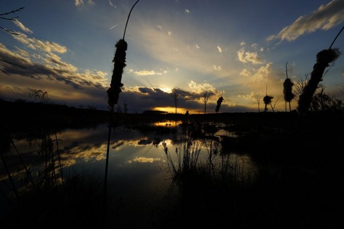 (Andrew Martin/ Delaware Wild Lands)